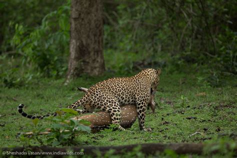 Predator And Prey Leopard Hunts Deer
