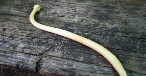 i just found out that this bone is often made into jewelery or toothpicks it is the bone of a