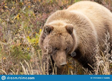 Grizzly Bear In Denali National Park Alaska In Autumn Stock Photo