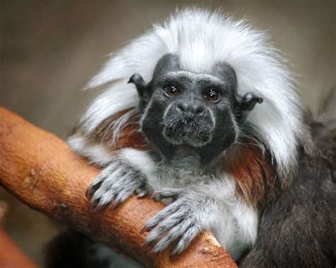 32 Best Images About Exotic Animals And Endangered Species On Pinterest Rainforests