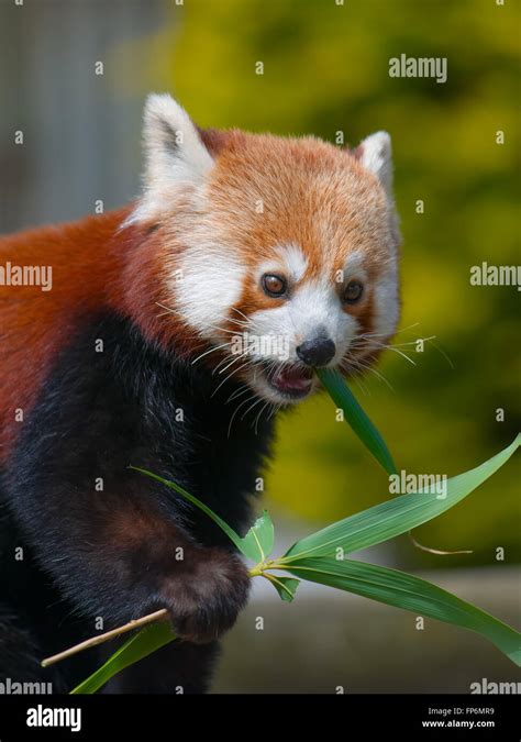 Red Panda Eating The Leaves From Bamboo Shoots Eats Shoots And Leaves