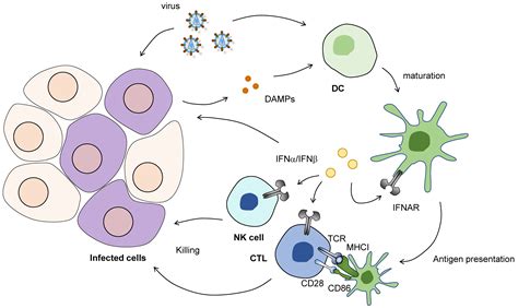 Cells Free Full Text Rna Recognition And Immunity—innate Immune
