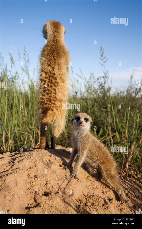 Meerkat With Young Suricatta Suricata Kalahari Meerkat Project Van