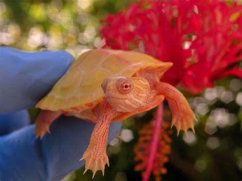 Absolutely Stunning Albino Turtle One Of The Rarest In The World