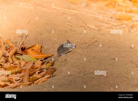The Deer Mouse Peromyscus Maniculatus North American Native Rodent