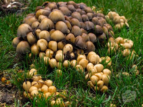 Ovate Cap Mushrooms Photo Wild Fungus Fungi Picture Wet Grass Image