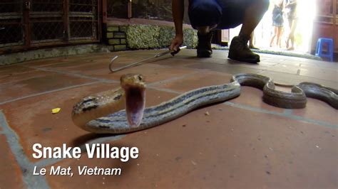 Snake Village In Le Mat Vietnam Youtube