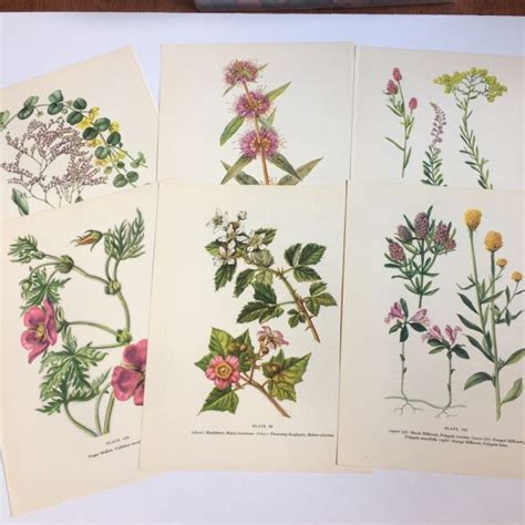 Lot6 Vintage Wildflower Botanical Prints 1954~milkwort~unframed~78x10