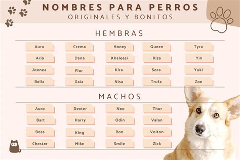 Nombres De Perros Machos Pequeños 120 Nombres Originales Para Perros