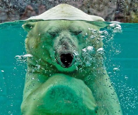 Real Life Polar Bear Plunge Polar Bear Animals
