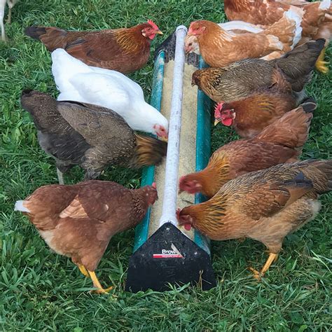 Business Industry And Science Chicken Trough Feeder Standard 2 Pack Tusk