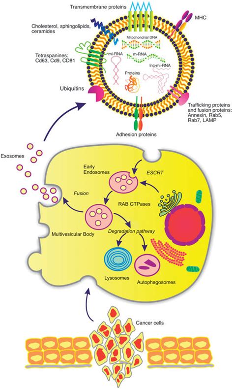 The Diagram Reveals The Different Steps Of The Formation Of Exosomes