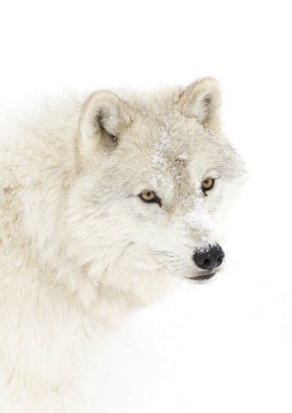 Arctic Wolf Canis Lupus Arctos Aka Polar Wolf Or White