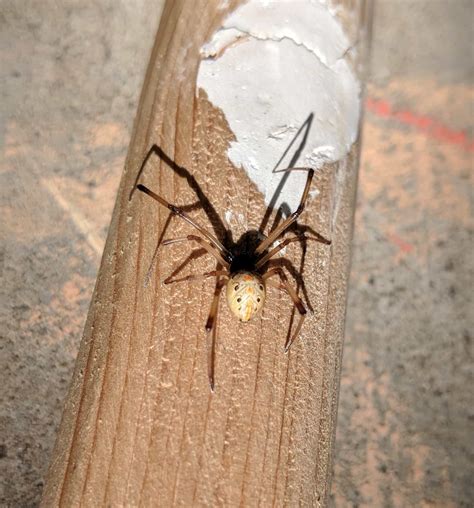 Latrodectus Geometricus Brown Widow Spider In Moorpark California