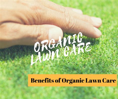 Organic Lawn Care And Maintenance Tips How To Do Effectively