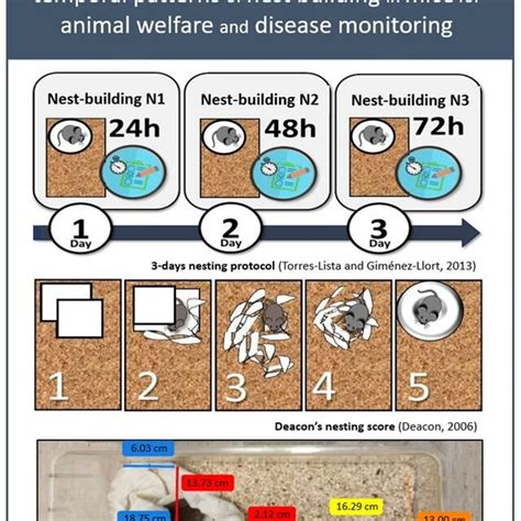 Nest Size A New Parametric Nesting Score System The 3 Days Nesting