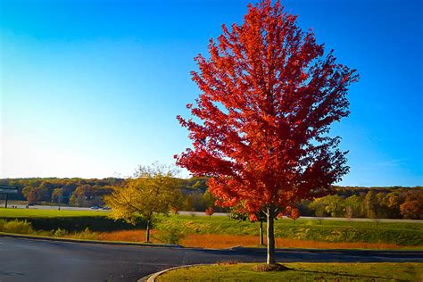 Autumn Flame Red Maple For Sale The Tree Center™