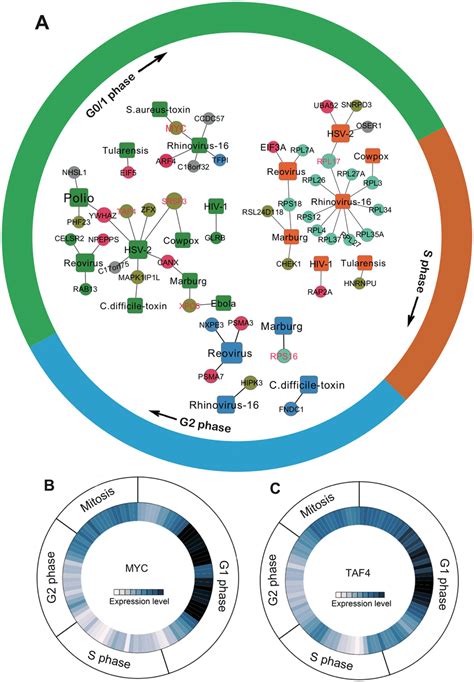 Human Cell Cycle Phase Specific Virus Host Gene Network A Human Cell