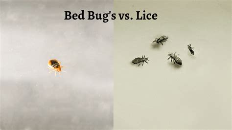 Bed Bugs Vs Lice What You Need To Know The Pest Rangers