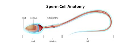 Sex Cells Educational Resources K12 Learning Life Science Science Lesson Plans Activities