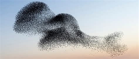 Starling Murmuration Photography Highlights One Of Natures Great