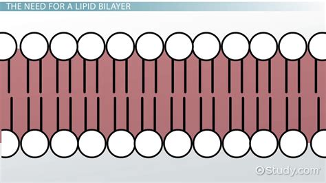 Phospholipid Bilayer Definition Function And Structure Video