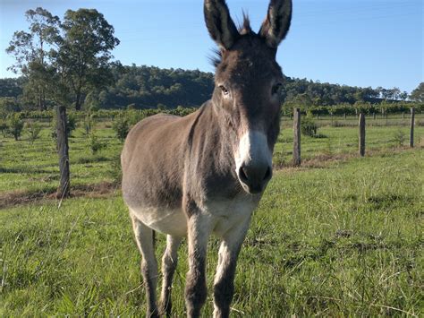 Hd Wallpapers Fine Donkey Animal Hd Images Free Download 1080p