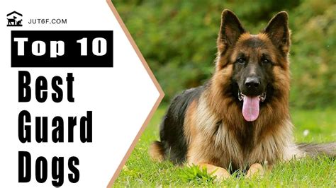 Best Guard Dogs Top 10 Best Guard Dogs For Security