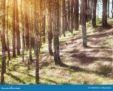 Pine Forest With Sunlight In The Morning Stock Image Image Of Tree