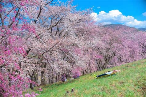 Five Famous Spots For Japanese Cherry Blossoms In Nagano Prefecture