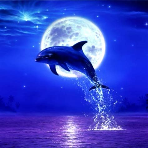 8tracks Radio Moon Dolphin 17 Songs Free And Music Playlist