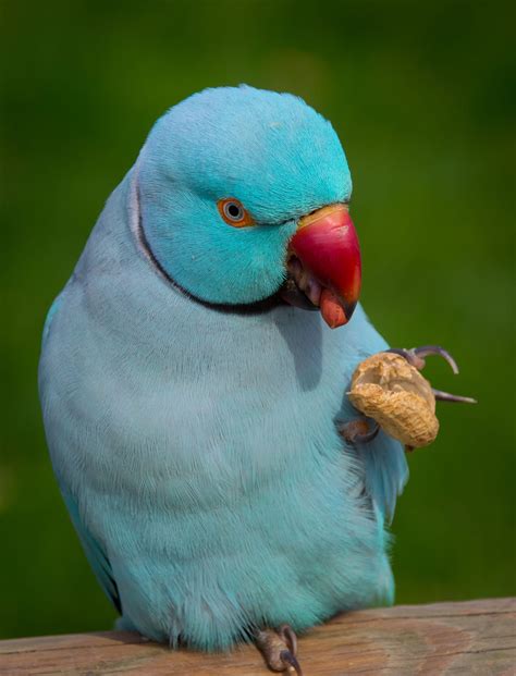 Blue Indian Ringneck Parakeet Funny Birds Pet Birds Animals Beautiful