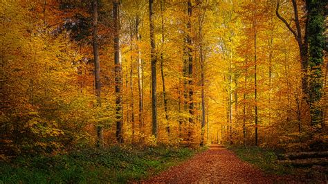 Der Herbst Ist Der Frühling Des Winters Foto And Bild Oktober Wald