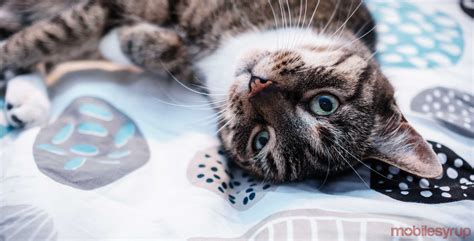 Google Photos latest update makes it easier to find your furry friend