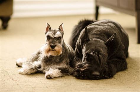 Todo Lo Que Necesitas Saber Sobre Los Schnauzers Schnauzers