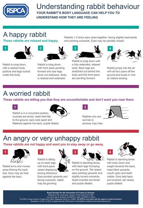 Entendiendo El Comportamiento Del Conejo Veterinario Exóticos