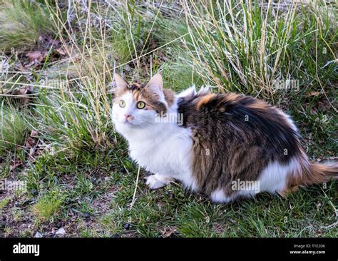 Norwegian Forest Cat Calico Outdoors Stock Photo Alamy