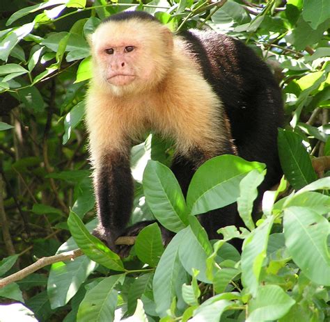 Filecapuchin Costa Rica Wikipedia