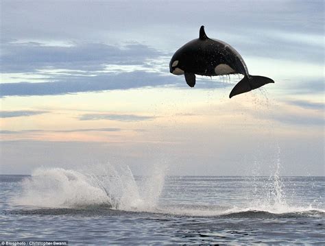 Interesting Photo Of The Day An 8 Ton Orca Jumping Out Of The Water