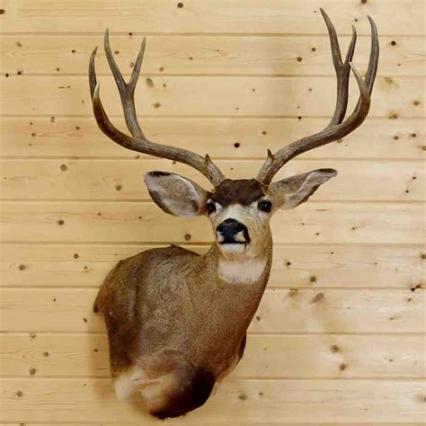 Mule Deer Wall Pedestal Sw5328 For Sale At Safariworks Taxidermy Sales