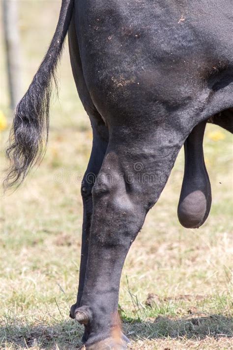 Black Bull Testicles Large Hanging Ball Sack Domestic Farm Animal