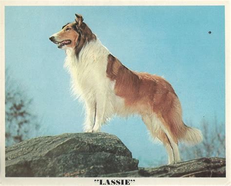 What Is A Lassie Dog Called Ella Scholten Coiffure