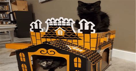 A Look At Targets Haunted Mansion For Cats You Must Have