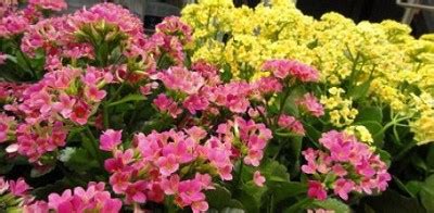 Then use the phrases in their correct form to complete the sentences. Tipos de kalanchoe - Clases, categorías y clasificación