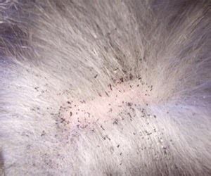 Un producto muy eficaz para eliminar pulgas y garrapatas en casa es dixie fogger insecticida, con el que eliminarás en menos de 2 horas, de forma fulminante, la presencia de pulgas. Mi Veterinaria Online: Nuestras otras mascotas indeseables ...
