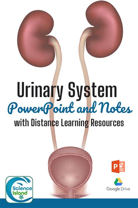 Urinary System Powerpoint And Notes In 2021 Powerpoint Lesson