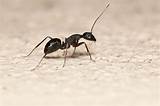 Photos of About Carpenter Ants