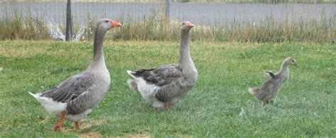 Looking a little ruffled at the minute as he's moulting but a fine handsome gander that would make any lovely lady a gorgeous partner! Production Toulouse Geese - Precious Pet Geese