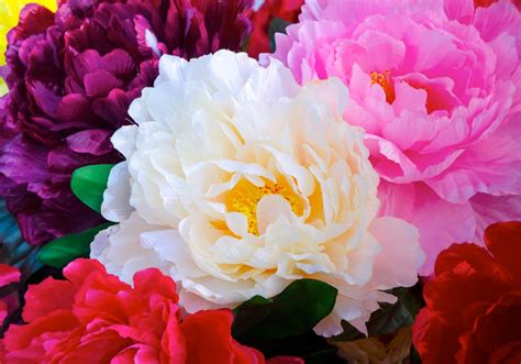 All About Peonies Schaaf Floral Minneapolis Mn