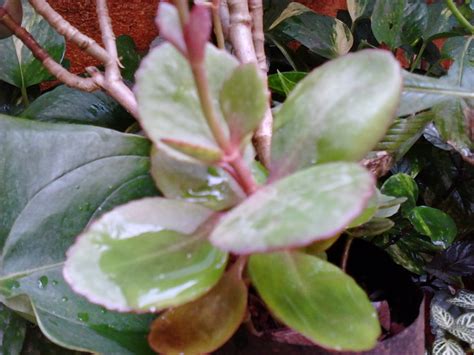 From the base of the central rose comes out a stem that. Garden Care Simplified: Two different Succulents Kalanchoe ...